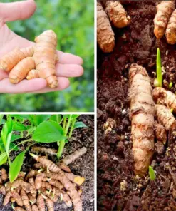 20 Fresh Turmeric Root Plants - Curcuma longa Live Rhizomes for Planting - Raw Spice Herb - Image 1