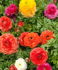 30 Mixed Ranunculus Seeds - Double Bloom Buttercups - Colorful Spring Perennial Flower Seeds - Full Sun - Image 2