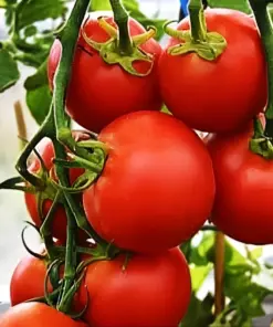42-Day Heirloom Tomato Seeds - Fastest Ripening Vegetable Seeds - 50+ Premium Seeds - Outdoor - Image 1
