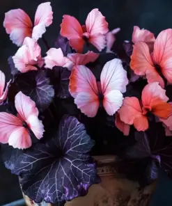 50 Heirloom Pink Butterfly Coleus Seeds - Rare Ornamental Foliage Plant Seeds - Image 1