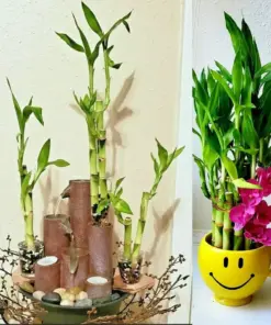 7 Lucky Bamboo Plant Seeds - Feng Shui Indoor Houseplant Seeds - Gift & Favors - Image 2