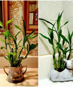 7 Lucky Bamboo Plant Seeds - Feng Shui Indoor Houseplant Seeds - Gift & Favors - Image 3