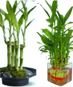 7 Lucky Bamboo Plant Seeds - Feng Shui Indoor Houseplant Seeds - Gift & Favors - Image 1