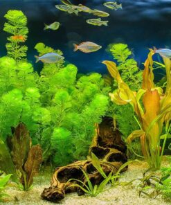 Aquatic Plant Seeds