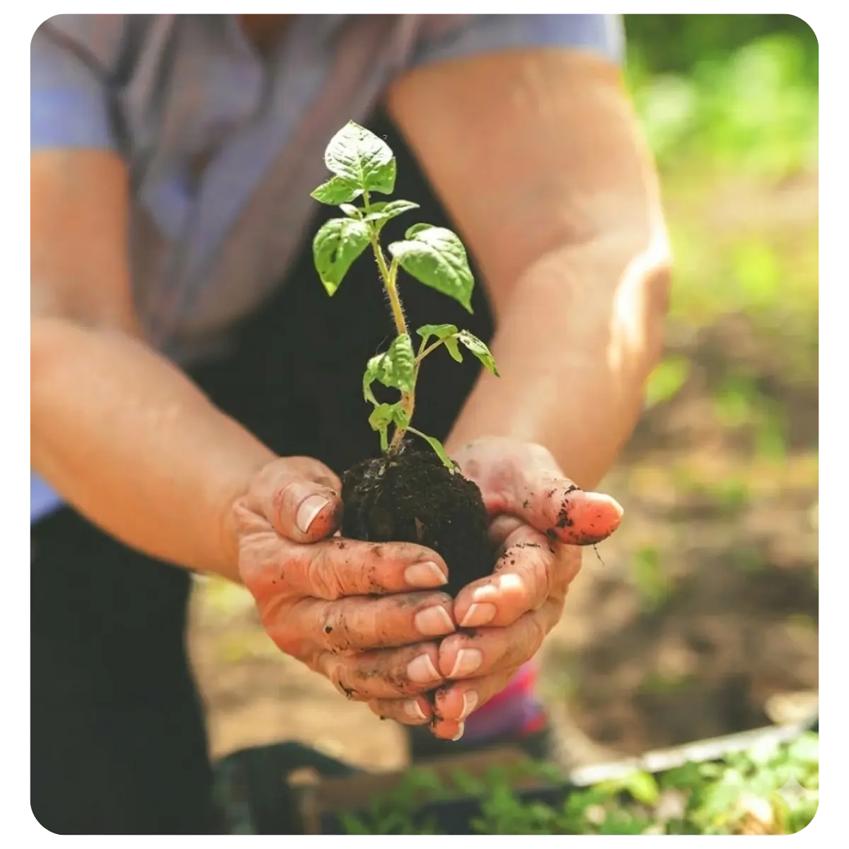 US Seeds Source - Plant Care