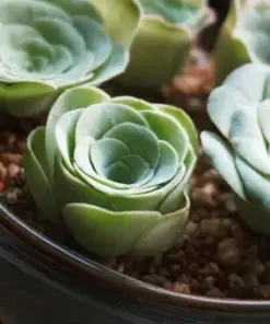 Aeonium Greenovia Aurea Seeds - Rare Mountain Rose Succulent Seeds - 10-50 Count - Indoor/Outdoor - Image 2