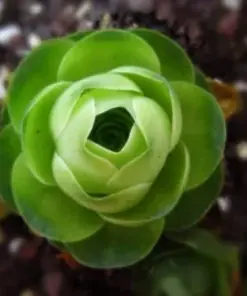 Aeonium Greenovia Aurea Seeds - Rare Mountain Rose Succulent Seeds - 10-50 Count - Indoor/Outdoor - Image 3