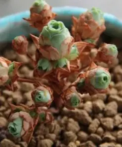 Aeonium Greenovia Aurea Seeds - Rare Mountain Rose Succulent Seeds - 10-50 Count - Indoor/Outdoor - Image 4