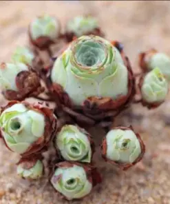 Aeonium Greenovia Aurea Seeds - Rare Mountain Rose Succulent Seeds - 10-50 Count - Indoor/Outdoor - Image 5