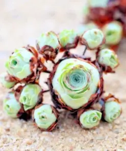 Aeonium Greenovia Aurea Seeds - Rare Mountain Rose Succulent Seeds - 10-50 Count - Indoor/Outdoor - Image 1