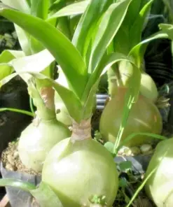Albuca Bracteata Pregnant Onion Seeds - Rare Exotic Bulb - 10 Seed Pack - Indoor/Outdoor - Image 1