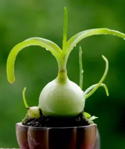 Albuca Bracteata Pregnant Onion Seeds - Rare Exotic Bulb - 10 Seed Pack - Indoor/Outdoor - Image 2