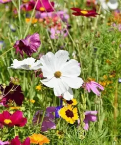 All Perennial Wildflower Seed Mix - 1200+ Seeds for Pollinators - Heirloom Outdoor - Image 2