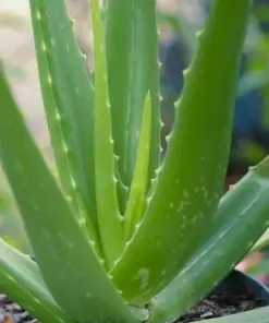 Aloe Vera Live Plant - Organic Rooted Succulent Pups (Barbadensis) - 5-10 inch - Indoor/Outdoor - Image 2