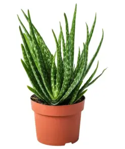 Aloe Vera Live Plant - Organic Rooted Succulent Pups (Barbadensis) - 5-10 inch - Indoor/Outdoor - Image 3