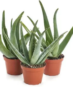Aloe Vera Live Plant - Organic Rooted Succulent Pups (Barbadensis) - 5-10 inch - Indoor/Outdoor - Image 1
