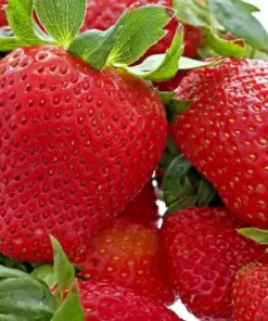 Alpine Strawberry Seeds - Ali Baba Heirloom Perennial Fruit - 200 Seeds - Outdoor - Image 2