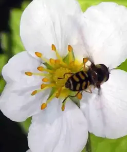 Alpine Strawberry Seeds - Ali Baba Heirloom Perennial Fruit - 200 Seeds - Outdoor - Image 3