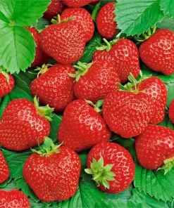 Alpine Strawberry Seeds - Ali Baba Heirloom Perennial Fruit - 200 Seeds - Outdoor - Image 1