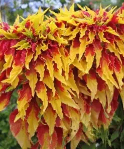 Amaranthus Perfecta Seeds - Ornamental Flower Seeds - 500+ Seeds - Outdoor - Image 2