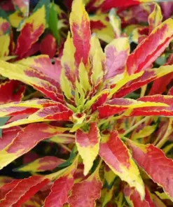 Amaranthus Perfecta Seeds - Ornamental Flower Seeds - 500+ Seeds - Outdoor - Image 3