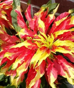 Amaranthus Perfecta Seeds - Ornamental Flower Seeds - 500+ Seeds - Outdoor - Image 1