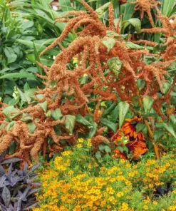 Amaranthus Seeds 'Hot Biscuits' (Amaranthus cruentus) - Flower Seeds - 500+ Seeds - Outdoor - Image 3
