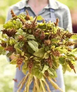 Amaranthus Seeds 'Hot Biscuits' (Amaranthus cruentus) - Flower Seeds - 500+ Seeds - Outdoor - Image 1