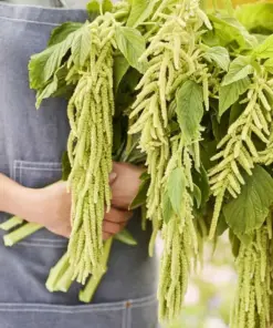 Amaranthus Viridis Seeds - Green Flowers | 500+ Count | Outdoor Ornamental Seeds - Image 2