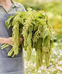 Amaranthus Viridis Seeds - Green Flowers | 500+ Count | Outdoor Ornamental Seeds - Image 3
