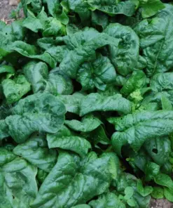 America Spinach Seeds - NON-GMO, Heat Tolerant, Smooth Leaf Vegetable Seeds - Easy Grow - Image 2