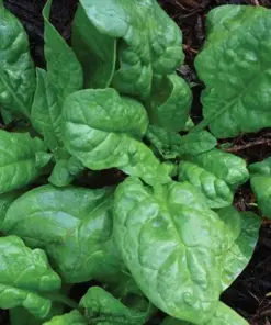 America Spinach Seeds - NON-GMO, Heat Tolerant, Smooth Leaf Vegetable Seeds - Easy Grow - Image 1