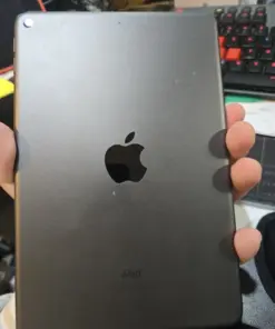 Apple Tree Seeds - Grow Your Own Apple Orchard - 25+ Seeds - Image 2