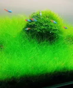 Aquarium Plant Seeds - Fish Tank Water Grass Ground Covering - Indoor/Outdoor - 100-10,000 Seeds - Image 4