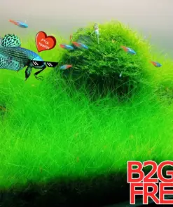 Aquarium Plant Seeds - Fish Tank Water Grass Ground Covering - Indoor/Outdoor - 100-10,000 Seeds - Image 1