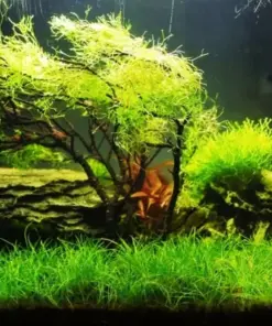Aquarium Plant Seeds - Live Water Grass Ground Cover for Fish Tanks - USA Source - Image 2