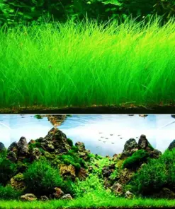 Aquarium Plant Seeds - Live Water Grass Ground Cover for Fish Tanks - USA Source - Image 3