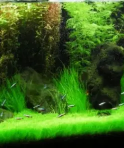 Aquarium Plant Seeds - Live Water Grass Ground Cover for Fish Tanks - USA Source - Image 5