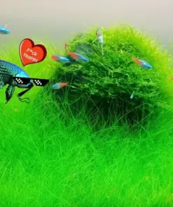 Aquarium Plant Seeds - Live Water Grass Ground Cover for Fish Tanks - USA Source - Image 1