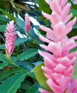 Arabic Ginger Plant - Alpinia purpurata Rhizome - Live Plant Root - Fast Growing - 3-4 oz - Image 2