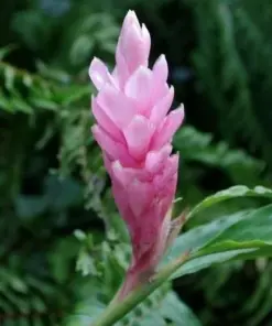 Arabic Ginger Plant - Alpinia purpurata Rhizome - Live Plant Root - Fast Growing - 3-4 oz - Image 1