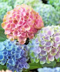 Arriba Reblooming Hydrangea Seeds - Macrophylla - Fresh Harvested Seeds - Indoor/Outdoor - Image 1