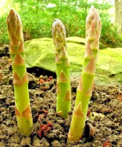 Asparagus Seeds - Perennial Vegetable - Heirloom, Non-GMO - 150+ Count for Autumn Garden Planting - Image 1