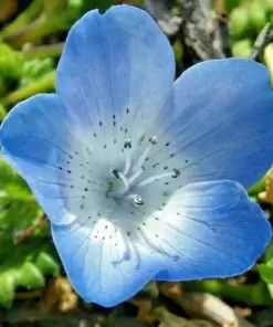 Baby Blue Eyes Flower Seeds - 1000+ Count - Drought Tolerant Wildflower Groundcover for Spring Planting - Image 2