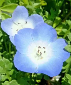Baby Blue Eyes Flower Seeds - 1000+ Count - Drought Tolerant Wildflower Groundcover for Spring Planting - Image 3