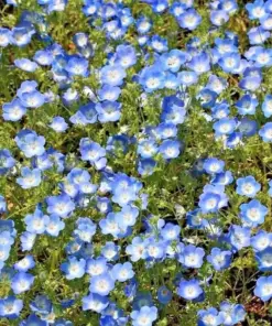 Baby Blue Eyes Flower Seeds - 1000+ Count - Drought Tolerant Wildflower Groundcover for Spring Planting - Image 4