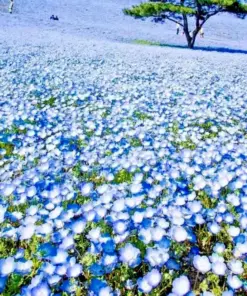 Baby Blue Eyes Flower Seeds - 1000+ Count - Drought Tolerant Wildflower Groundcover for Spring Planting - Image 1