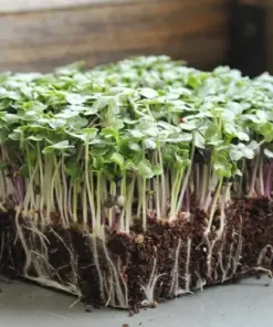 Basic Salad Mix Microgreen Seeds - Heirloom, Non-GMO, for Sprouting - Indoor/Outdoor - Image 1