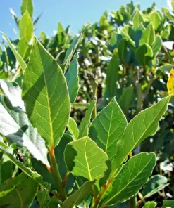 Bay Laurel Live Plant - Laurus Nobilis Culinary Herb Tree - 5-7 Inches Tall - Indoor/Outdoor Seedling - Image 1