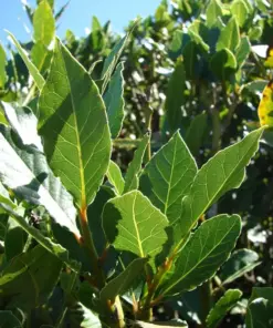 Bay Laurel Tree Live Plant - Laurus nobilis Sweet Bay - Edible Herb - Seedling Plug - Indoor/Outdoor - Image 1